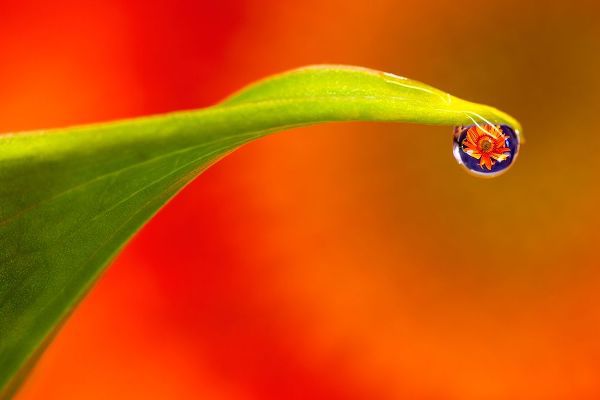 California Flower reflects in water droplet